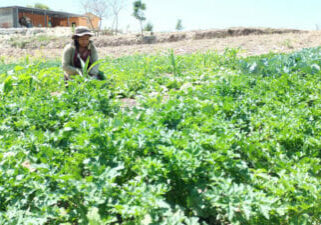 Guatemala_Podemos program_Pascuala 1